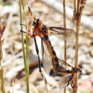 Neodioctria sp. (genus) at Bullen Range - 9 Nov 2017