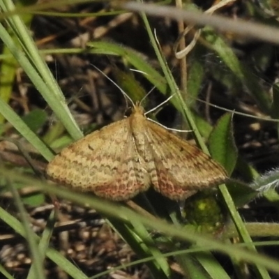 Scopula rubraria (Reddish Wave, Plantain Moth) at Bullen Range - 9 Nov 2017 by JohnBundock