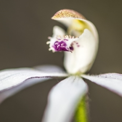 Caladenia moschata (Musky Caps) at ANBG South Annex - 9 Nov 2017 by GlenRyan