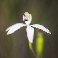 Caladenia moschata at Acton, ACT - 9 Nov 2017