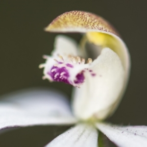 Caladenia moschata at Acton, ACT - 9 Nov 2017