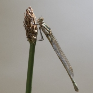 Austrolestes annulosus at Michelago, NSW - 7 Nov 2017 12:00 AM