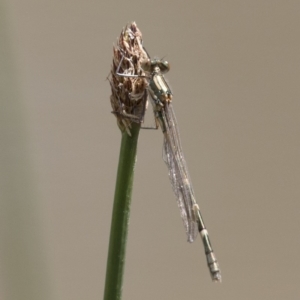 Austrolestes annulosus at Michelago, NSW - 7 Nov 2017 12:00 AM