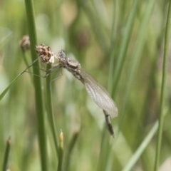 Austrolestes annulosus at Michelago, NSW - 7 Nov 2017 12:00 AM