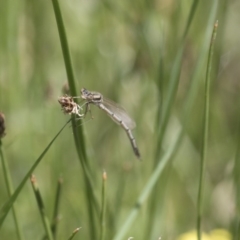 Austrolestes annulosus at Michelago, NSW - 7 Nov 2017