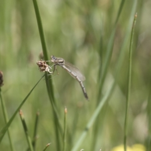 Austrolestes annulosus at Michelago, NSW - 7 Nov 2017 12:00 AM