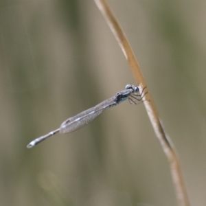 Austrolestes leda at Michelago, NSW - 7 Nov 2017