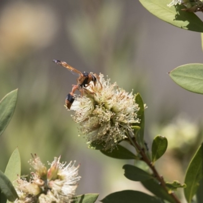 Delta bicinctum (Potter wasp) at Michelago, NSW - 7 Nov 2017 by Illilanga