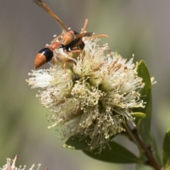 Delta bicinctum at Michelago, NSW - 7 Nov 2017