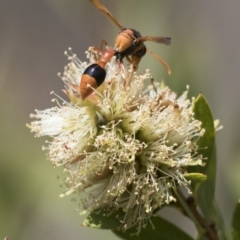 Delta bicinctum at Michelago, NSW - 7 Nov 2017