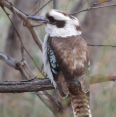 Dacelo novaeguineae (Laughing Kookaburra) at Conder, ACT - 24 Oct 2017 by michaelb