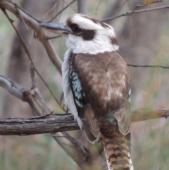 Dacelo novaeguineae (Laughing Kookaburra) at Rob Roy Range - 24 Oct 2017 by michaelb