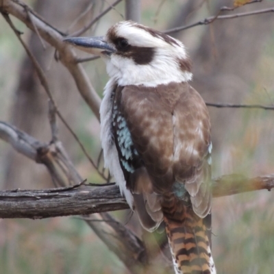 Dacelo novaeguineae (Laughing Kookaburra) at Rob Roy Range - 24 Oct 2017 by MichaelBedingfield