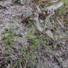 Poa sp. CNM1 (under review, formerly Poa meionectes) (Snow Grass) at Rob Roy Range - 24 Oct 2017 by MichaelBedingfield