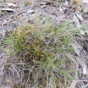 Poa sp. CNM1 (under review, formerly Poa meionectes) at Conder, ACT - 24 Oct 2017 07:10 PM