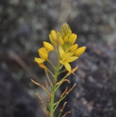 Bulbine glauca (Rock Lily) at Rob Roy Range - 24 Oct 2017 by MichaelBedingfield