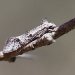 Heterozyga coppatias (A concealer moth) at Michelago, NSW - 7 Nov 2017 by Illilanga