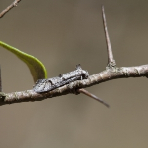 Heterozyga coppatias at Michelago, NSW - 7 Nov 2017