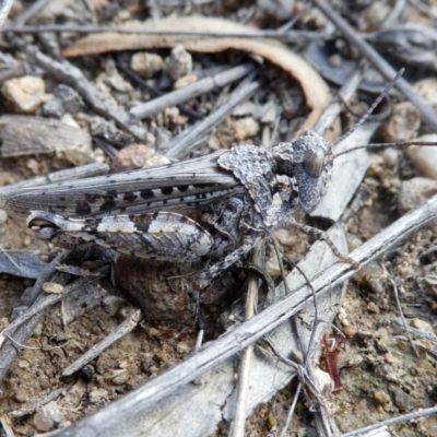 Pycnostictus sp. 1 (Confusing bandwing) at Wandiyali-Environa Conservation Area - 7 Nov 2017 by Wandiyali