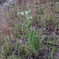 Hackelia suaveolens (Sweet Hounds Tongue) at Tuggeranong DC, ACT - 24 Oct 2017 by michaelb