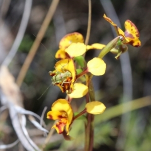 Caedicia simplex at Canberra Central, ACT - 9 Nov 2017