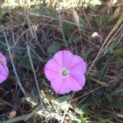 Convolvulus angustissimus subsp. angustissimus (Australian Bindweed) at Budjan Galindji (Franklin Grassland) Reserve - 10 Nov 2017 by GeoffRobertson