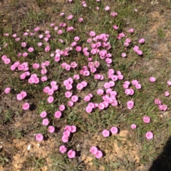 Convolvulus angustissimus subsp. angustissimus at Harrison, ACT - 10 Nov 2017