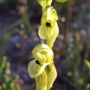 Hymenochilus bicolor at Kambah, ACT - 31 Oct 2016