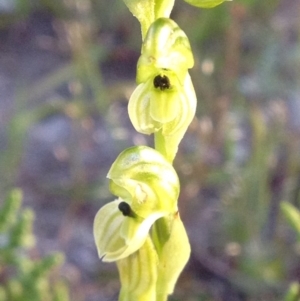 Hymenochilus bicolor at Kambah, ACT - 31 Oct 2016