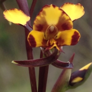 Diuris semilunulata at Cotter River, ACT - 31 Oct 2016