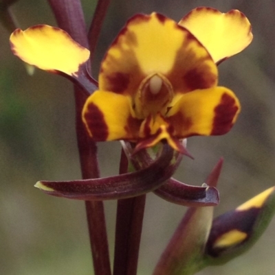 Diuris semilunulata (Late Leopard Orchid) at Lower Cotter Catchment - 30 Oct 2016 by PeterR