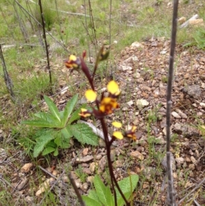 Diuris semilunulata at Cotter River, ACT - 31 Oct 2016