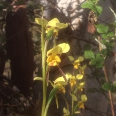 Diuris sulphurea (Tiger Orchid) at Mount Taylor - 10 Nov 2017 by PeterR