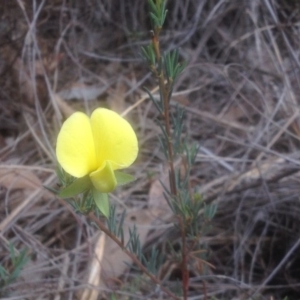 Gompholobium huegelii at Aranda, ACT - 10 Nov 2017 02:17 PM