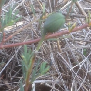 Gompholobium huegelii at Aranda, ACT - 10 Nov 2017 02:17 PM