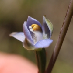 Thelymitra sp. (A Sun Orchid) at Canberra Central, ACT - 10 Nov 2017 by petersan