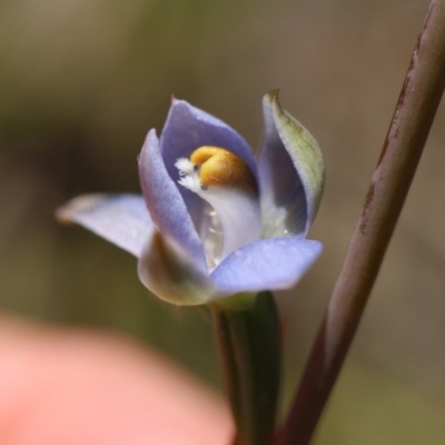 Thelymitra sp. (A Sun Orchid) at Canberra Central, ACT - 10 Nov 2017 by petersan