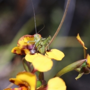 Diuris semilunulata at Canberra Central, ACT - 9 Nov 2017