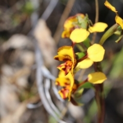 Diuris semilunulata at Canberra Central, ACT - 9 Nov 2017