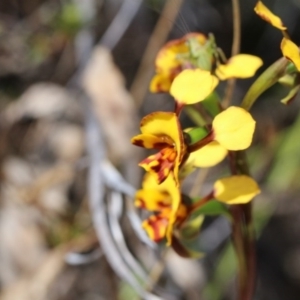 Diuris semilunulata at Canberra Central, ACT - 9 Nov 2017