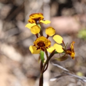 Diuris semilunulata at Canberra Central, ACT - 9 Nov 2017