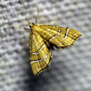 Musotima ochropteralis at O'Connor, ACT - 11 Oct 2017 08:19 PM