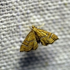 Musotima ochropteralis at O'Connor, ACT - 11 Oct 2017 08:19 PM