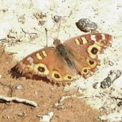 Junonia villida (Meadow Argus) at Greenway, ACT - 9 Nov 2017 by JohnBundock