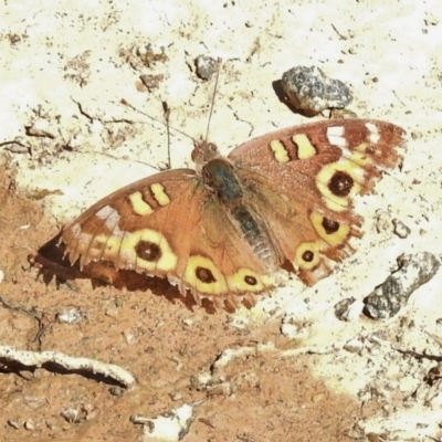 Junonia villida (Meadow Argus) at Greenway, ACT - 9 Nov 2017 by JohnBundock