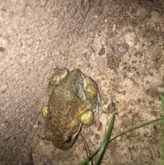 Limnodynastes dumerilii (Eastern Banjo Frog) at Gordon, ACT - 10 Nov 2017 by Quantumcat