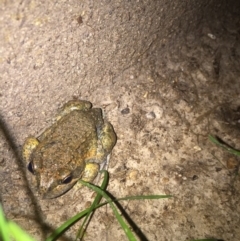 Limnodynastes dumerilii at Gordon, ACT - 10 Nov 2017 09:50 PM