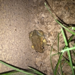 Limnodynastes dumerilii at Gordon, ACT - 10 Nov 2017 09:50 PM