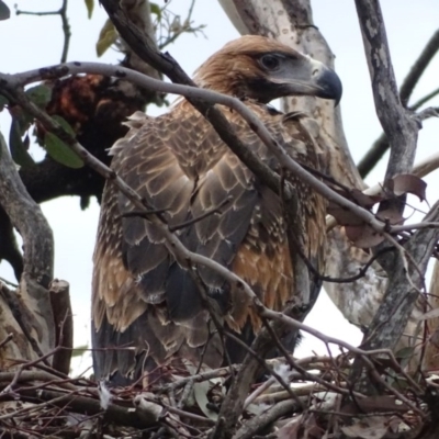 Aquila audax (Wedge-tailed Eagle) at Isaacs Ridge - 10 Nov 2017 by Mike