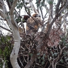 Aquila audax at Jerrabomberra, ACT - 10 Nov 2017